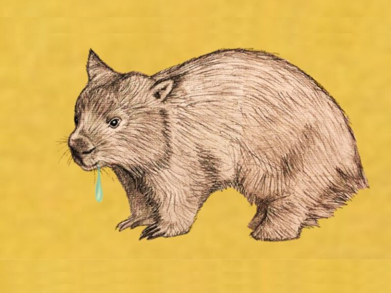 Nu Sass et Oncle Funsy pour présenter «Wombat bave»