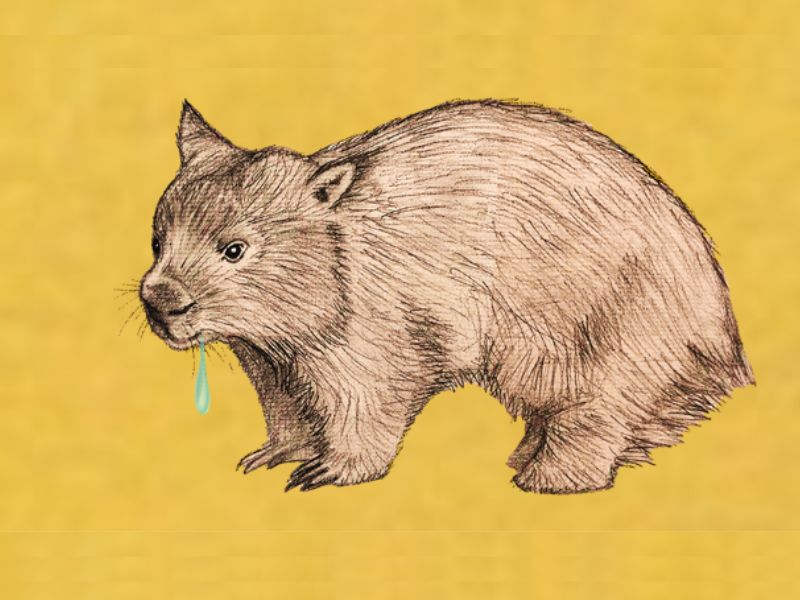 Nu Sass et Oncle Funsy pour présenter «Wombat bave»