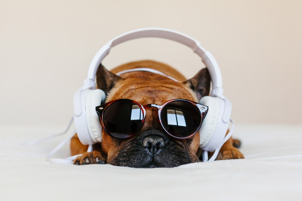 'Mutt,' 'qui a laissé les chiens sortir' et plus de chansons qui ont frappé les chiens